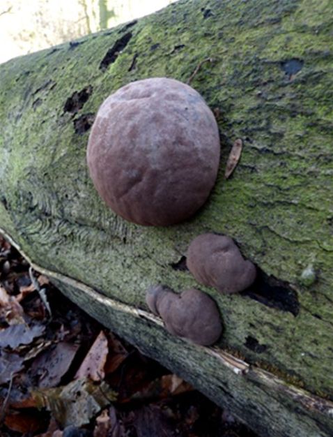 Numerous fruiting bodies on fallen beech that may be a different species in Langdon Hills, Essex